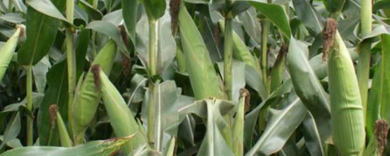 鑫丰糯3号玉米种子简介，适宜密度为每亩4000株左右