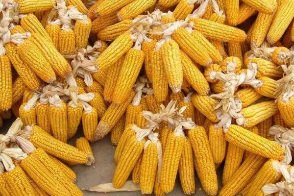 嘉玉368玉米品种的特性，适宜密度为每亩5000株左右