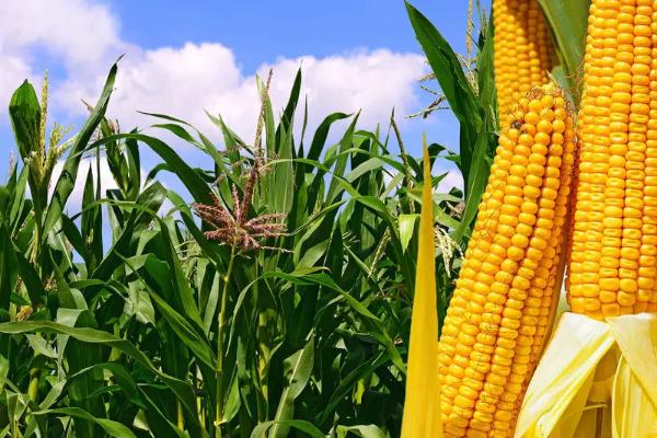 邦玉667玉米种子介绍，适宜密度为每亩4500株左右