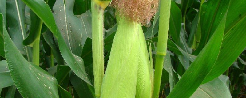 登海1991玉米品种的特性，春播生育期125天