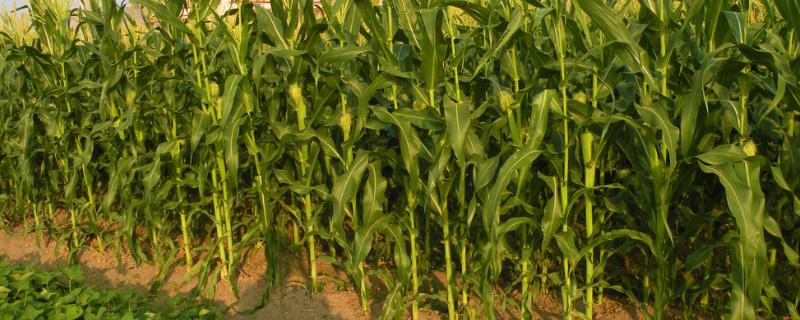 金玉358玉米种子特点，适宜密度为每亩5000株左右