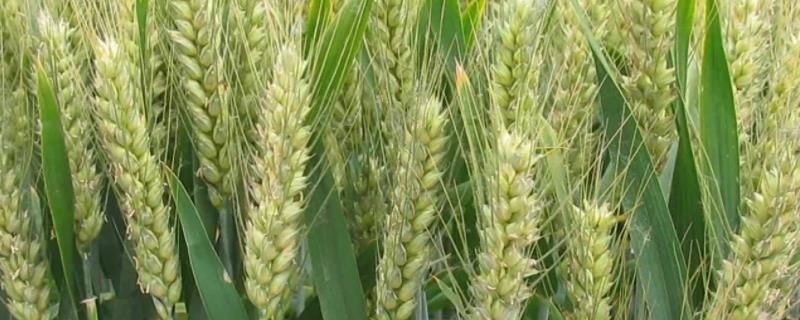 济麦1803小麦种子特点，每亩基本苗15万左右