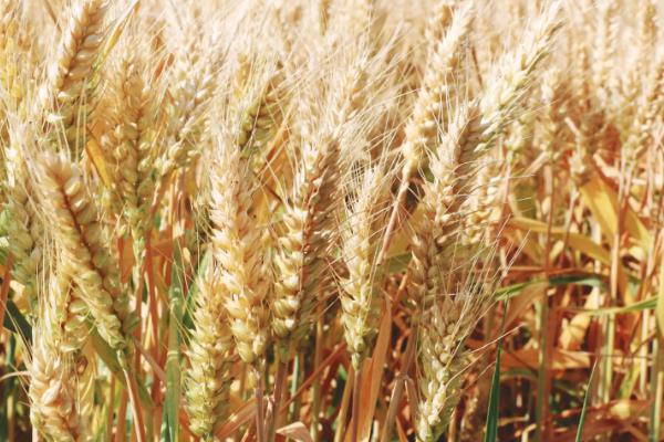 彩麦07小麦种子简介，每亩基本苗18～20万