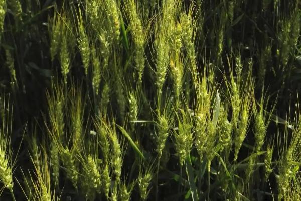 金诺麦2号小麦种子特征特性，适宜播期10月5～15日