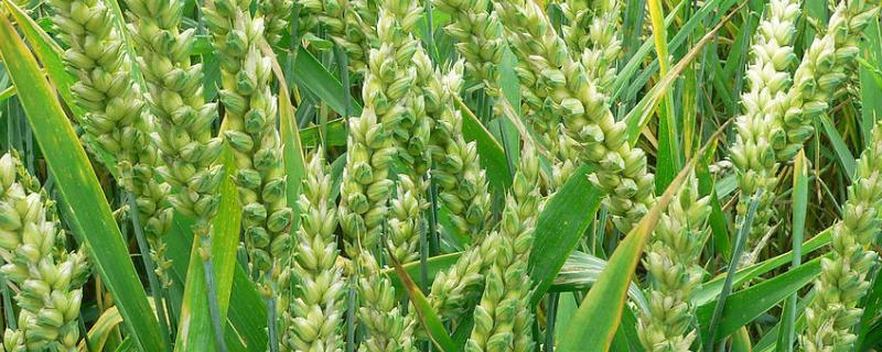山农53号小麦种子简介，每亩基本苗20万左右