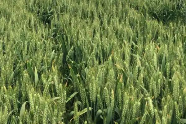 金诺麦2号小麦种子特征特性，适宜播期10月5～15日