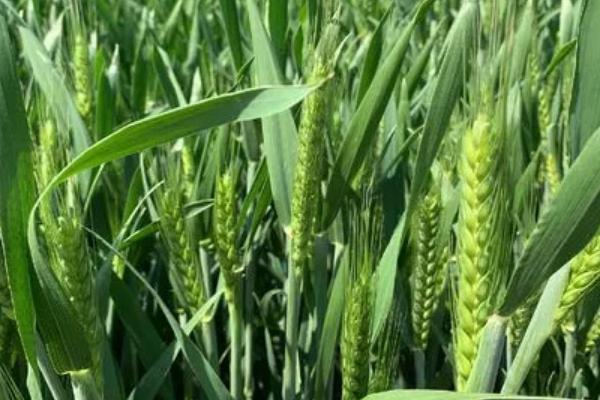 山农116小麦种子特点，注意防治白粉病和赤霉病