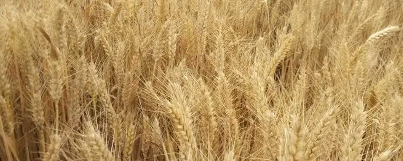 菏麦317小麦种子介绍，注意防治叶锈病和赤霉病