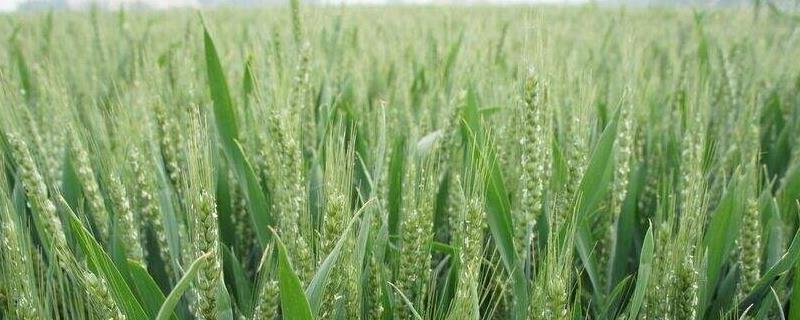 烟农33小麦品种简介，中抗条锈病