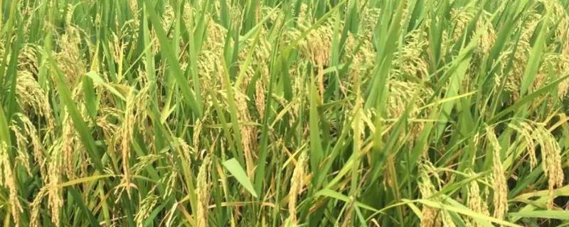 临秀糯11水稻种子介绍，属中早熟粳糯稻品种