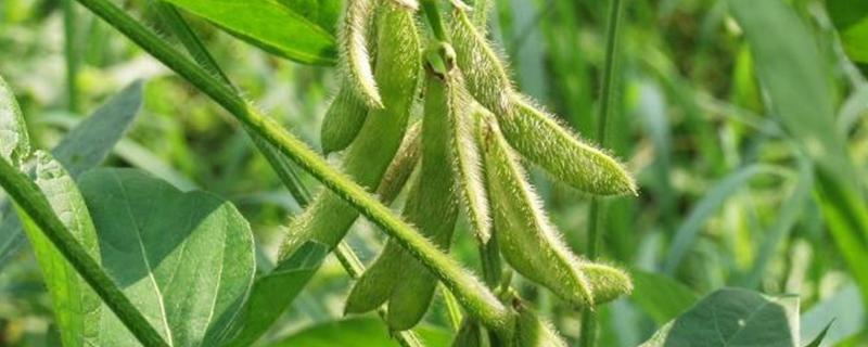 菏育16大豆种子简介，适宜播期为6月5～20日