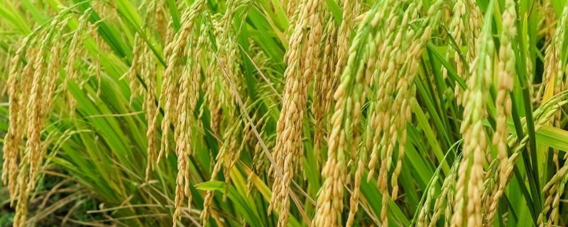 圣稻1909水稻品种简介，属中晚熟粳稻品种