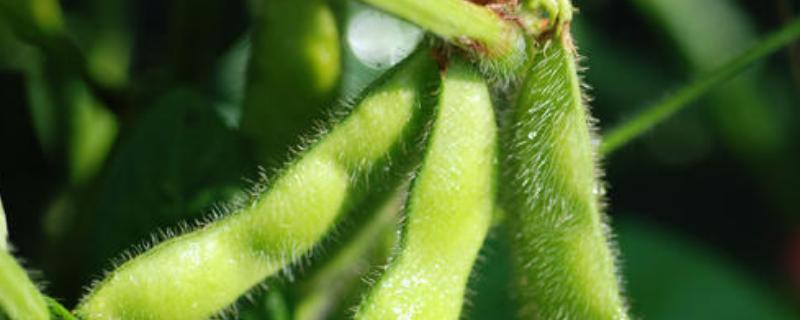 吉农161大豆品种简介，出苗至成熟平均130天