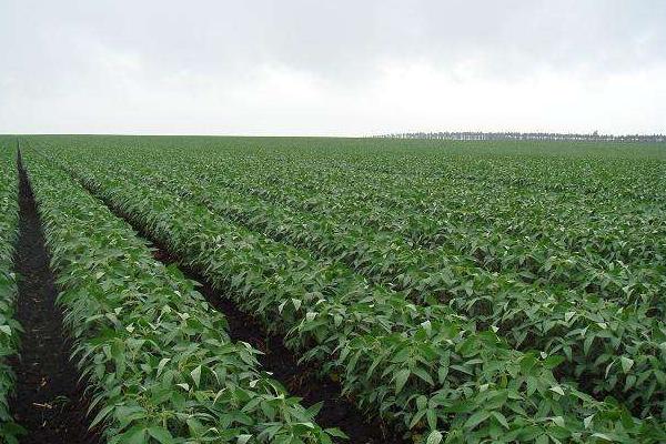 吉育653大豆种子简介，一般5月中上旬播种