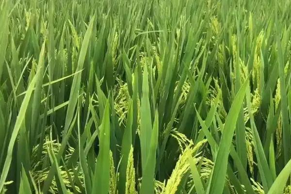 鸿泽8号水稻品种的特性，每亩有效穗数22.8万