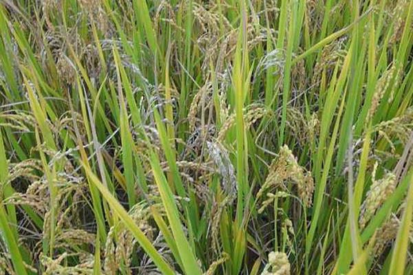 吉大5号水稻品种的特性，比对照品种吉玉粳晚1天
