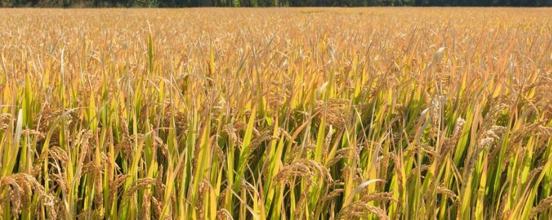 金谷188水稻品种简介，中熟品种