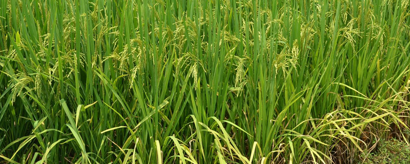 吉粳827水稻种子简介，生育期145天