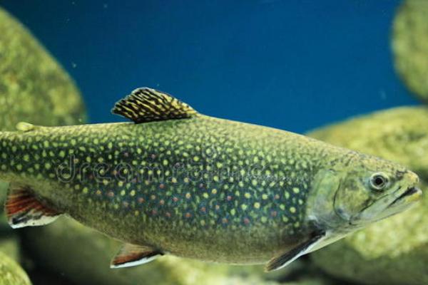 鳟鱼的生长习性，栖息在水质清澈且溶氧丰富的水体中