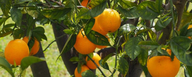 橘子喜欢碱性还是酸性土壤，适合种植在微酸性的土壤中