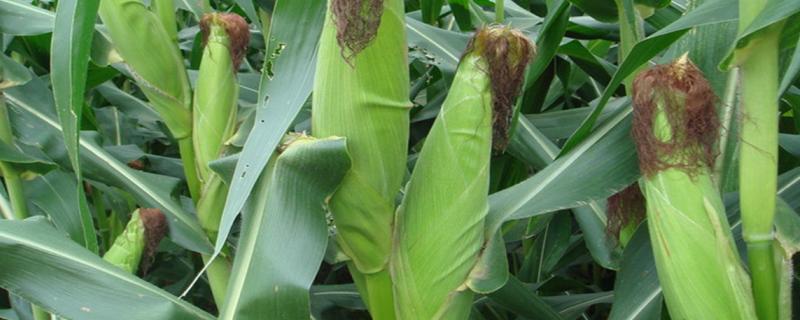 田润189玉米品种的特性，生育期春季平均110天