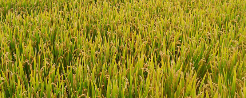 晶两优1377水稻种子介绍，感温籼型两系杂交水稻品种