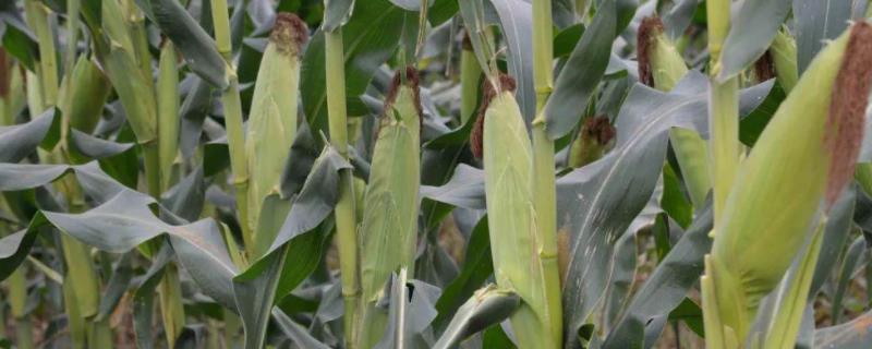 桂亚558玉米种子特征特性，生育期春季平均112天