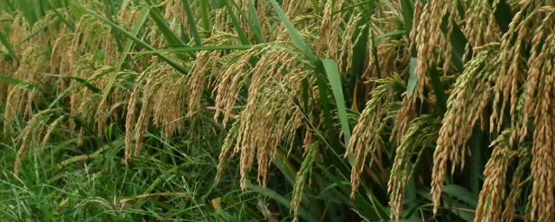 桂育糯158水稻种子介绍，感温籼型常规糯水稻品种