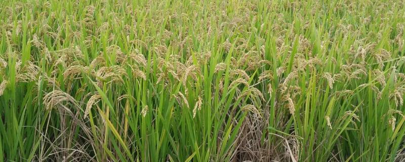 珍香9号水稻种子特点，每亩有效穗数17.9万