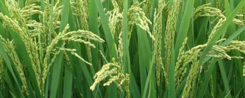 籴优香占水稻品种简介，每亩插(抛)1.8～2.0万穴