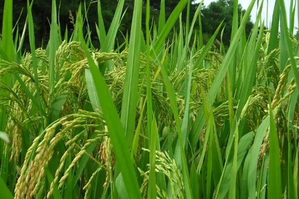 籴优香占水稻品种简介，每亩插(抛)8～0万穴