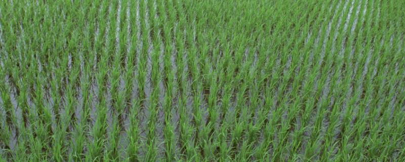 邦两优郁香水稻种子特征特性，全生育期早稻130.0天