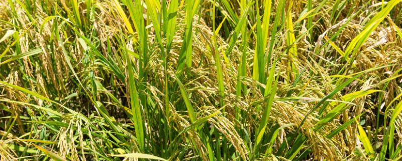 瑞优相丝禾水稻种子特点，全生育期140.4天