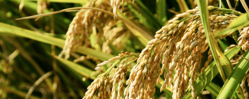 鑫丰优989水稻种子特点，孕穗期每亩施钾肥5～10千克