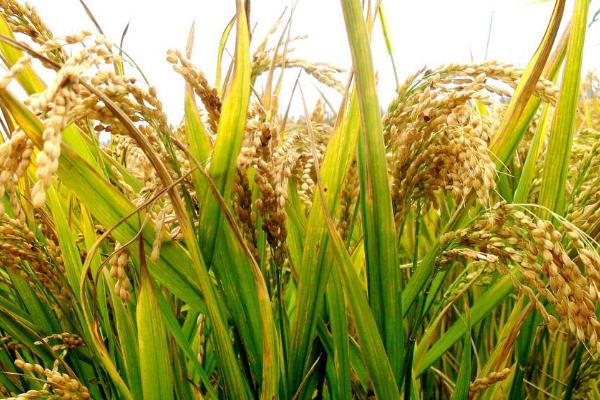 乾两优香久久水稻品种简介，中稻4月中旬至5月中旬播种