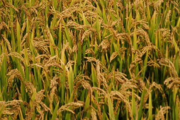 中浙优H7水稻种简介，每亩秧田播种量8～10千克