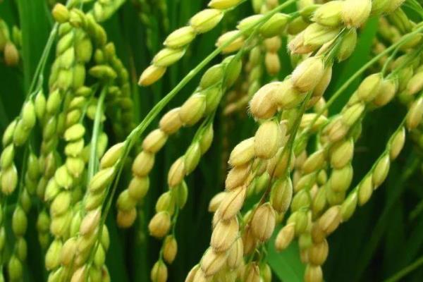 昌盛优244水稻种子介绍，每亩有效穗数19.1万