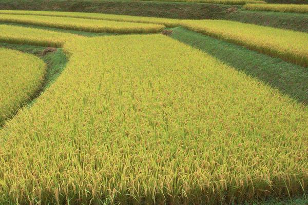贝两优郁香水稻品种的特性，每亩大田用种量25～5千克