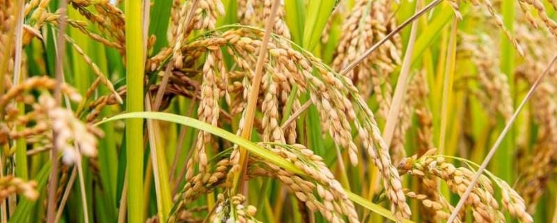 禾两优1560水稻种子简介，每亩秧田播种量10～12千克