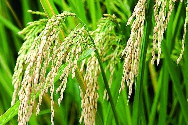 又得优178水稻种子介绍，每亩有效穗数17.2万