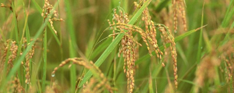 特优8009水稻品种简介，每亩插(抛)秧2～5万蔸