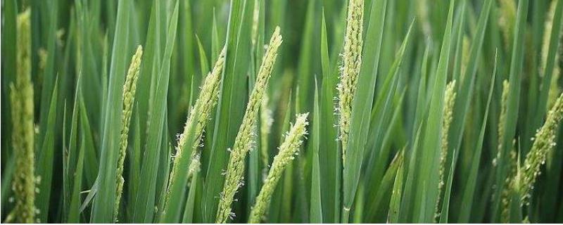 魅两优美香新占水稻种子介绍，栽植密度为20厘米×27厘米