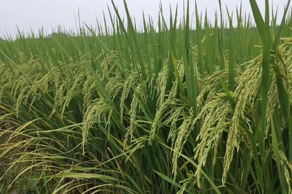 又得优178水稻种子介绍，每亩有效穗数17.2万