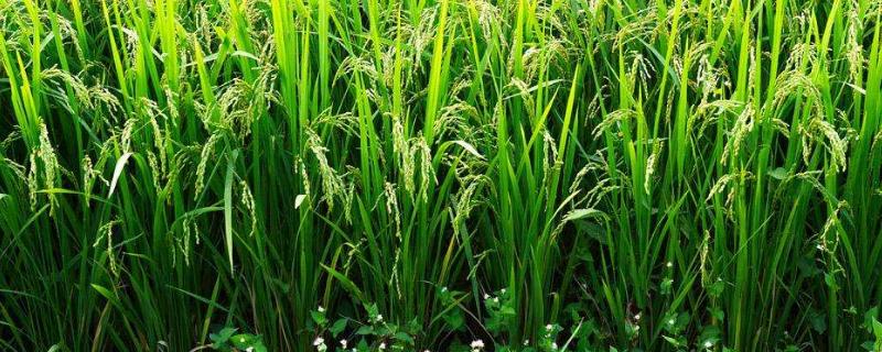 A两优336水稻品种简介，感温籼型两系杂交水稻品种