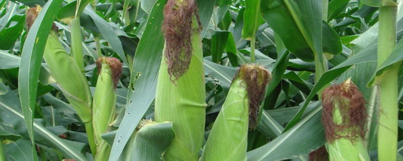 禾糯66玉米种子特征特性，该品种属中熟杂交糯玉米