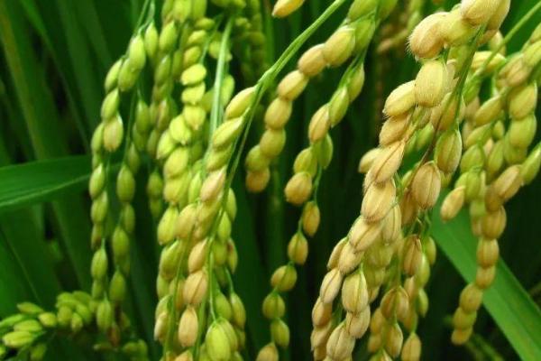 贡香两优粤香晶丝水稻种子简介，感温籼型两系杂交水稻品种