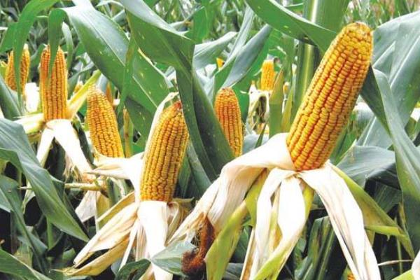 西大518玉米种子介绍，3月上中旬播种育苗为宜