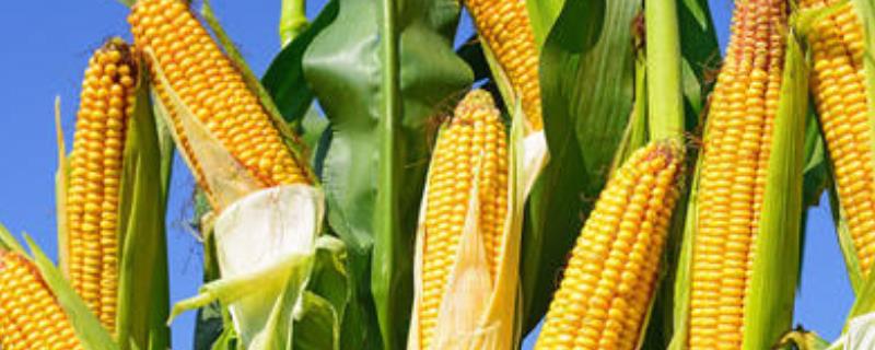 禾创818玉米种子简介，在区试3000株/亩密度下