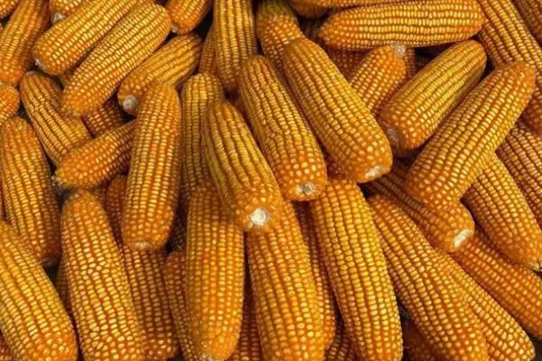 艾禾玉058玉米种子简介，在区试3000株/亩密度下