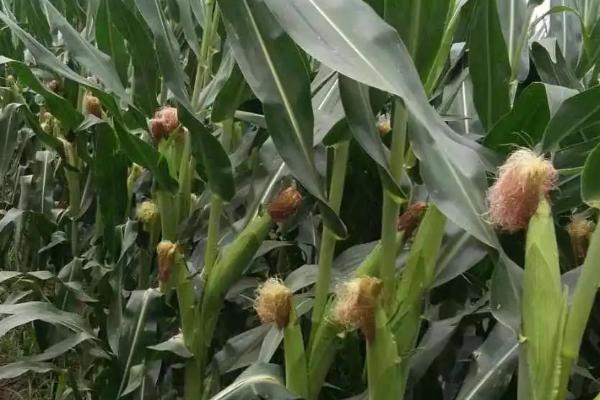 禾创818玉米种子简介，在区试3000株/亩密度下